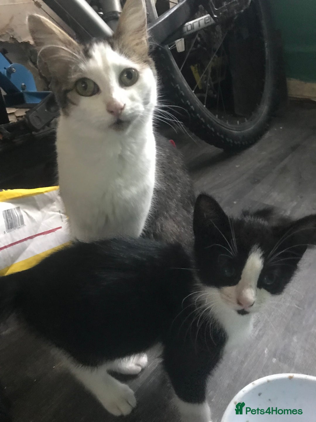 Domestic Shorthair cats for sale: 5 male kittens ready to leave now  - Image 13