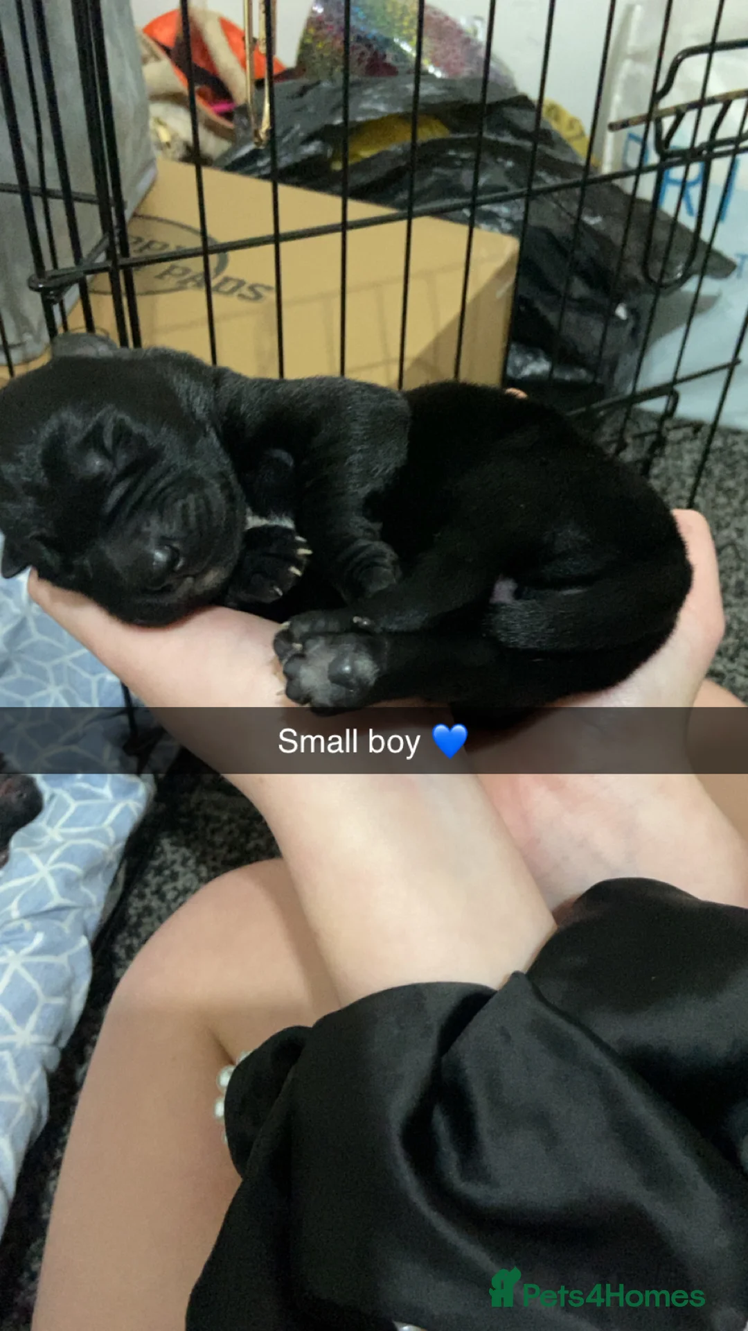 Mixed Breed dogs for sale: Whippet bull malinois X Malinois  - Advert 11