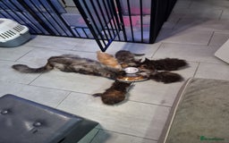 Maine Coon cats for sale: Mainecoon babies - Image 7