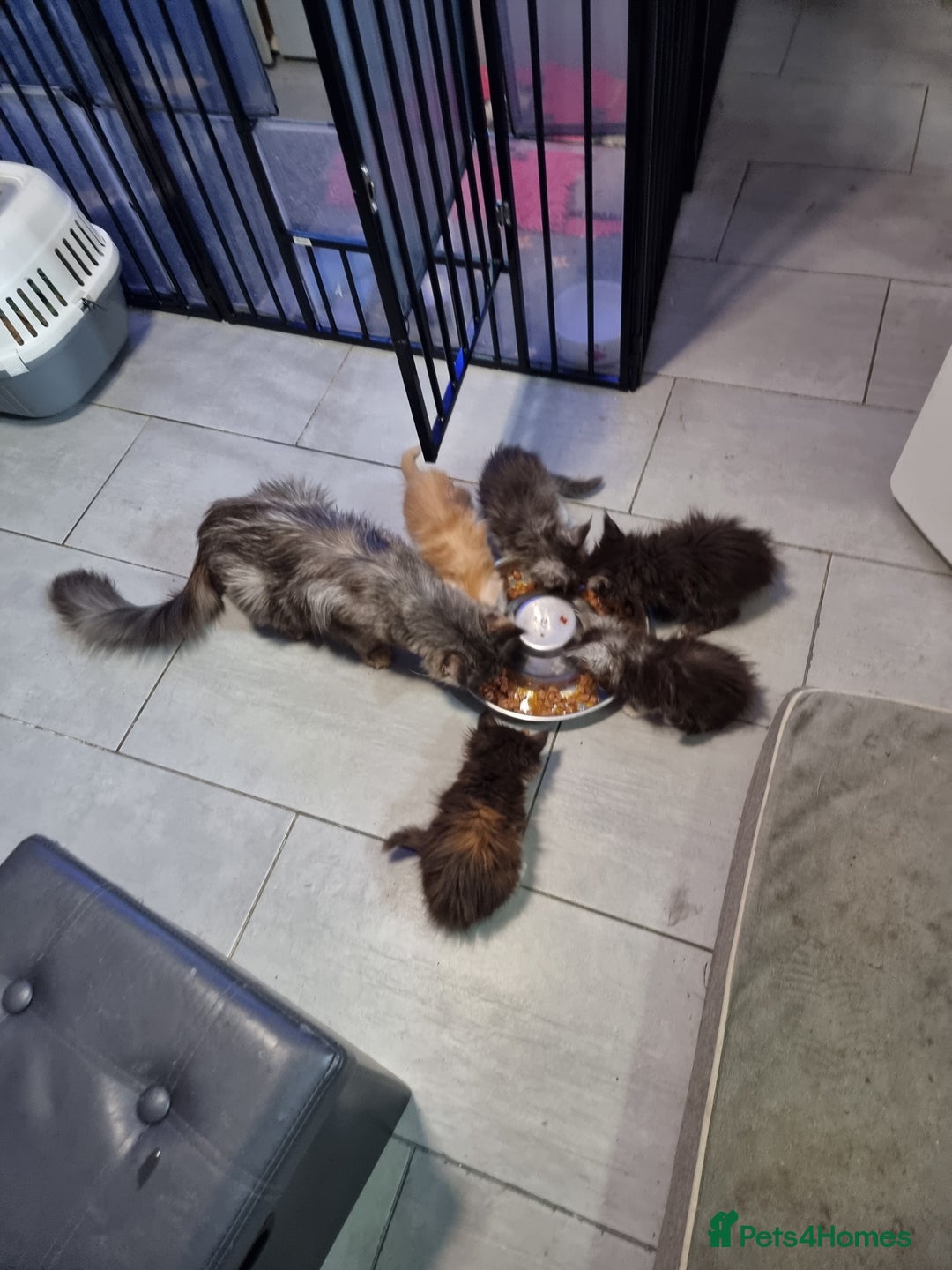 Maine Coon cats for sale: Mainecoon babies - Image 7