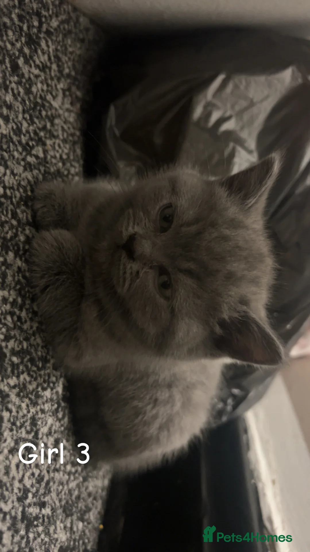 British Shorthair cats for sale: Beautiful BSH Kittens / GCCF registered  - Advert 19