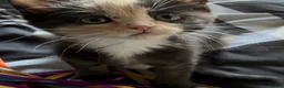 British Shorthair cats for sale: BSH kittens  - Advert 5