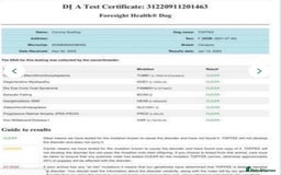 Mixed Breed dogs for sale: 🐾🐶Adorable and very cute Cavaschnauzer 🐶🐾 - Image 36