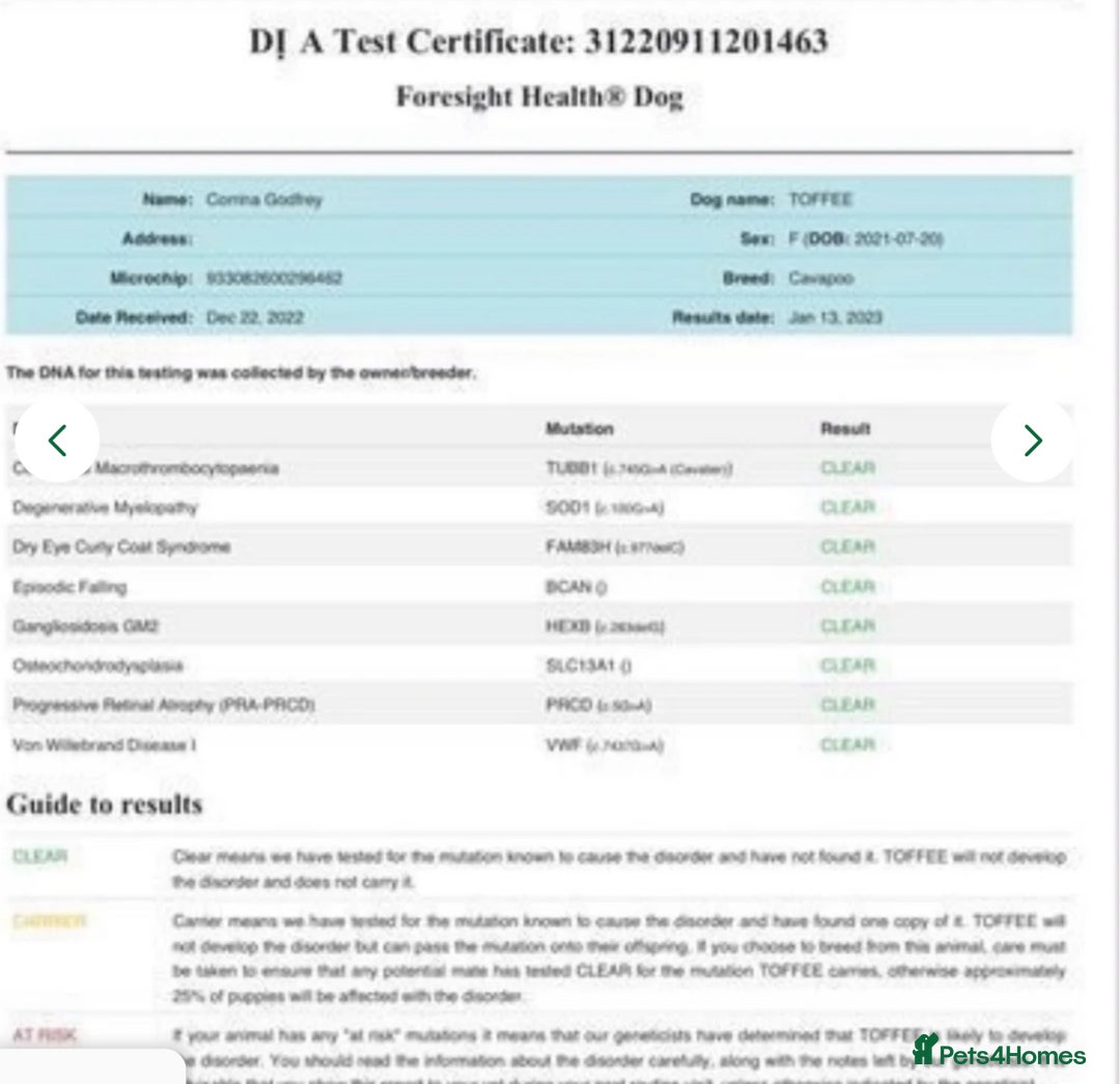 Mixed Breed dogs for sale: 🐾🐶Adorable and very cute Cavaschnauzer 🐶🐾 - Image 36