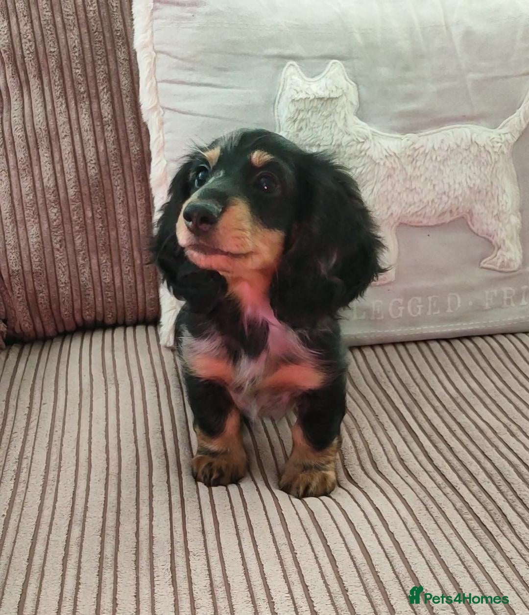 Miniature Dachshund dogs Stunning champion bred female pup ready to leave  - Advert 1