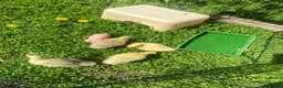 Geese poultry for sale: Stunning hand reared friendly Embden Gander - Advert 16