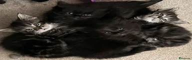 Girl black with brown undertone main coone kitten