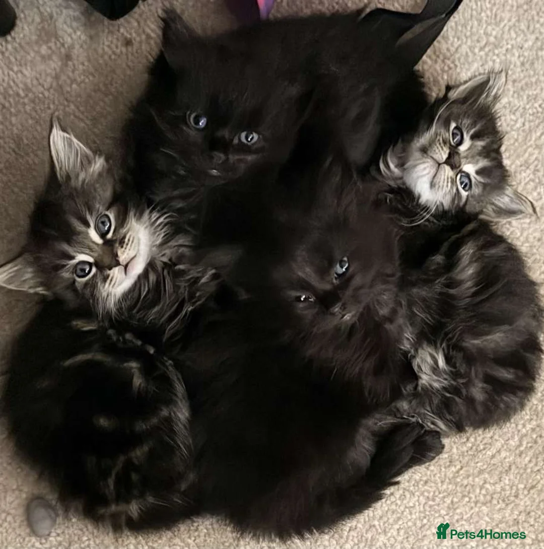 Mixed Breed cats for sale: Mixed breed half Maine coone kittens ready to go - Advert 2