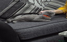 British Shorthair cats for sale: Sweet kitten needs a home. - Image 2