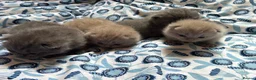 British Shorthair cats for sale: Pedigree British Blue/ Lilac Kittens - Advert 23