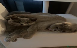 British Shorthair cats for sale: British short hair Urgent new home needed - Image 2