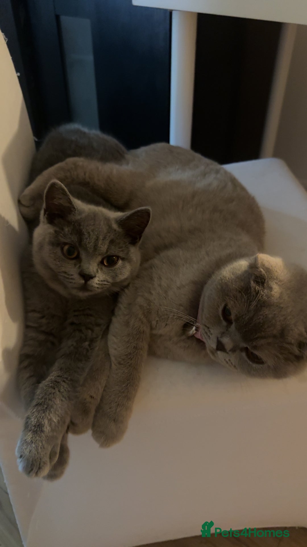 British Shorthair cats for sale: British short hair Urgent new home needed - Image 2