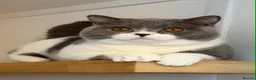 British Shorthair cats for sale: British shorthair boy  - Advert 7
