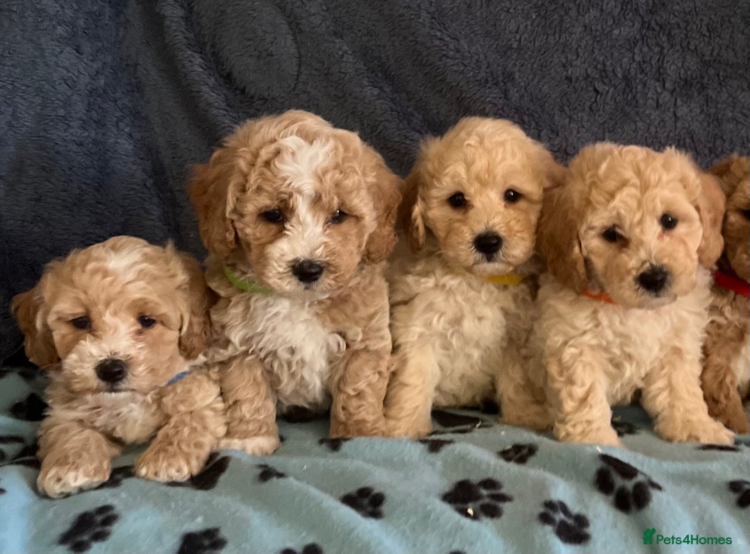 Poochon dogs for sale: Stunning Poochon puppies  - Image 12