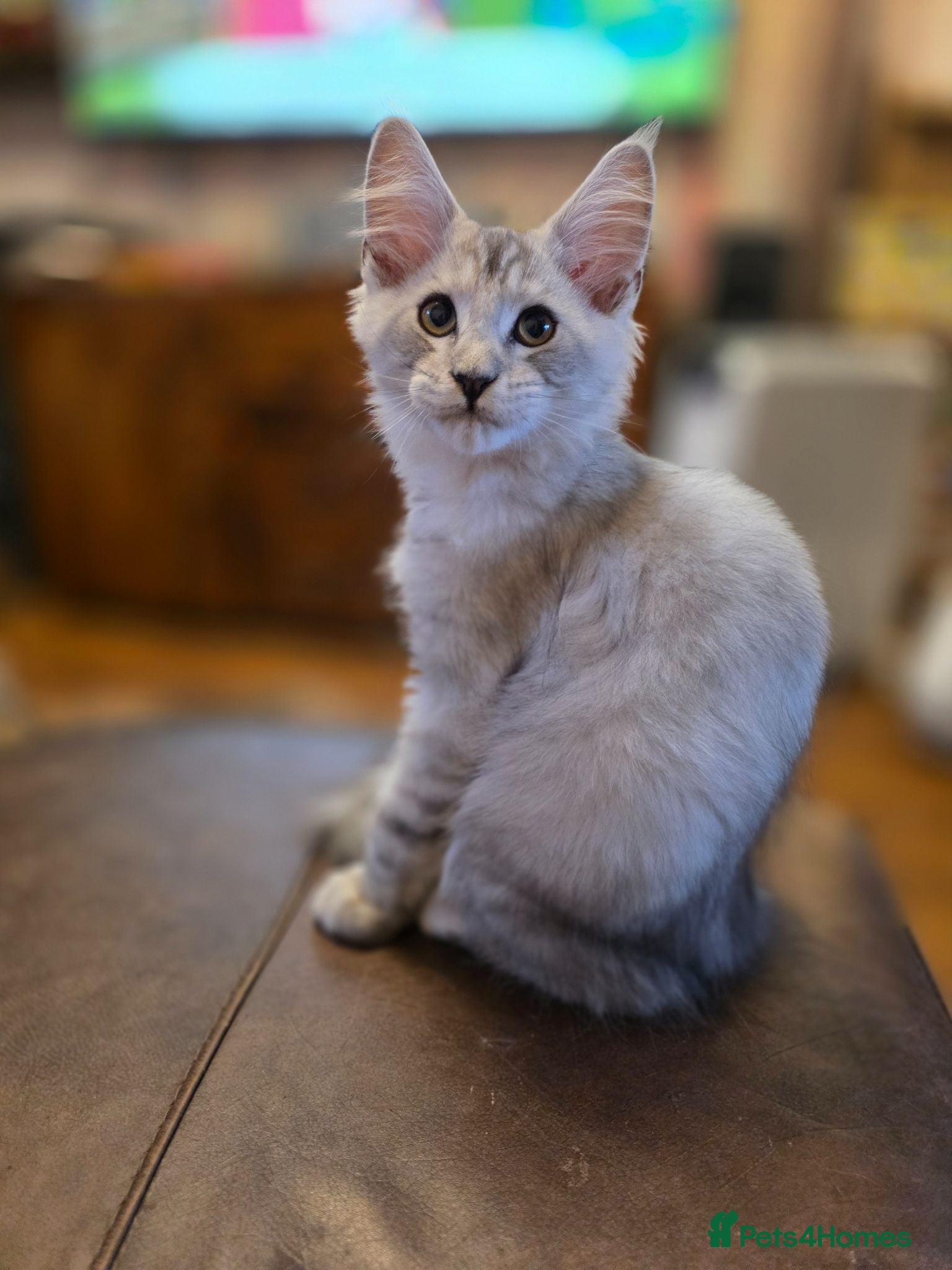 Maine Coon cats Pedigree Pure TICA Registered Maine Coon Kittens - Advert 1