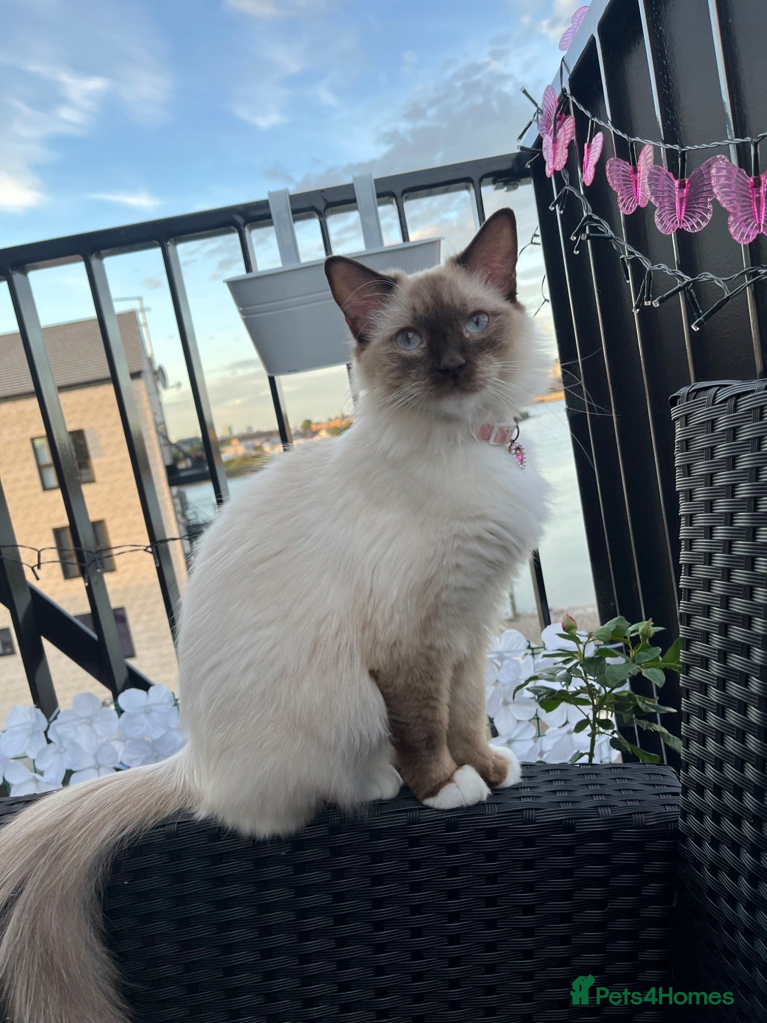 Ragdoll cats 2 ADULT RAGDOLLS FOR SALE  - Advert 2