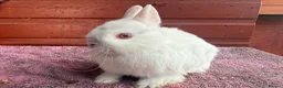 Netherland Dwarf rabbits for sale: Young Netherland Dwarfs - Advert 3