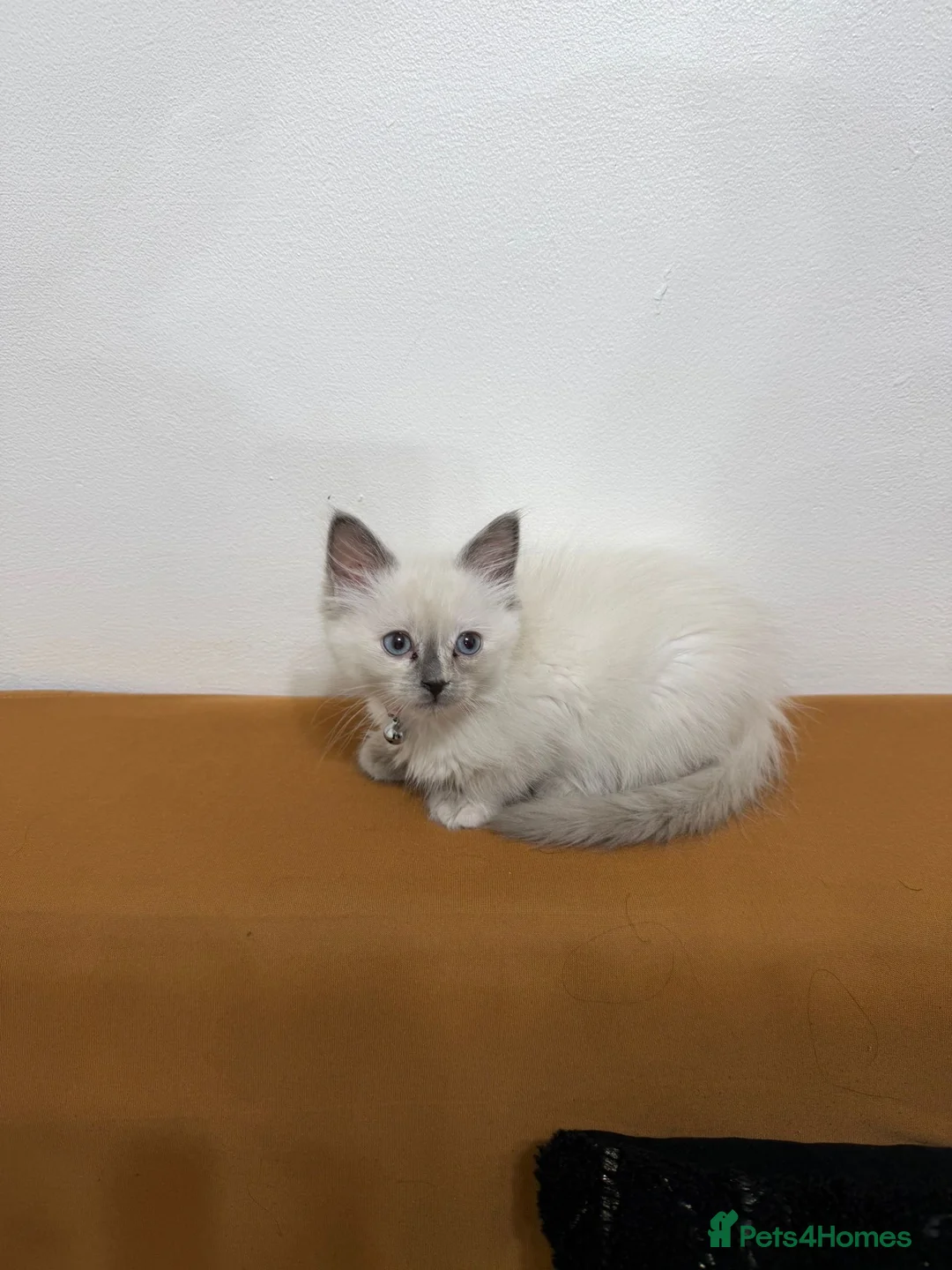 Ragdoll cats for sale: BLUE POINT RAGDOLL FEMALE KITTEN *AVAILABLE* - Advert 7