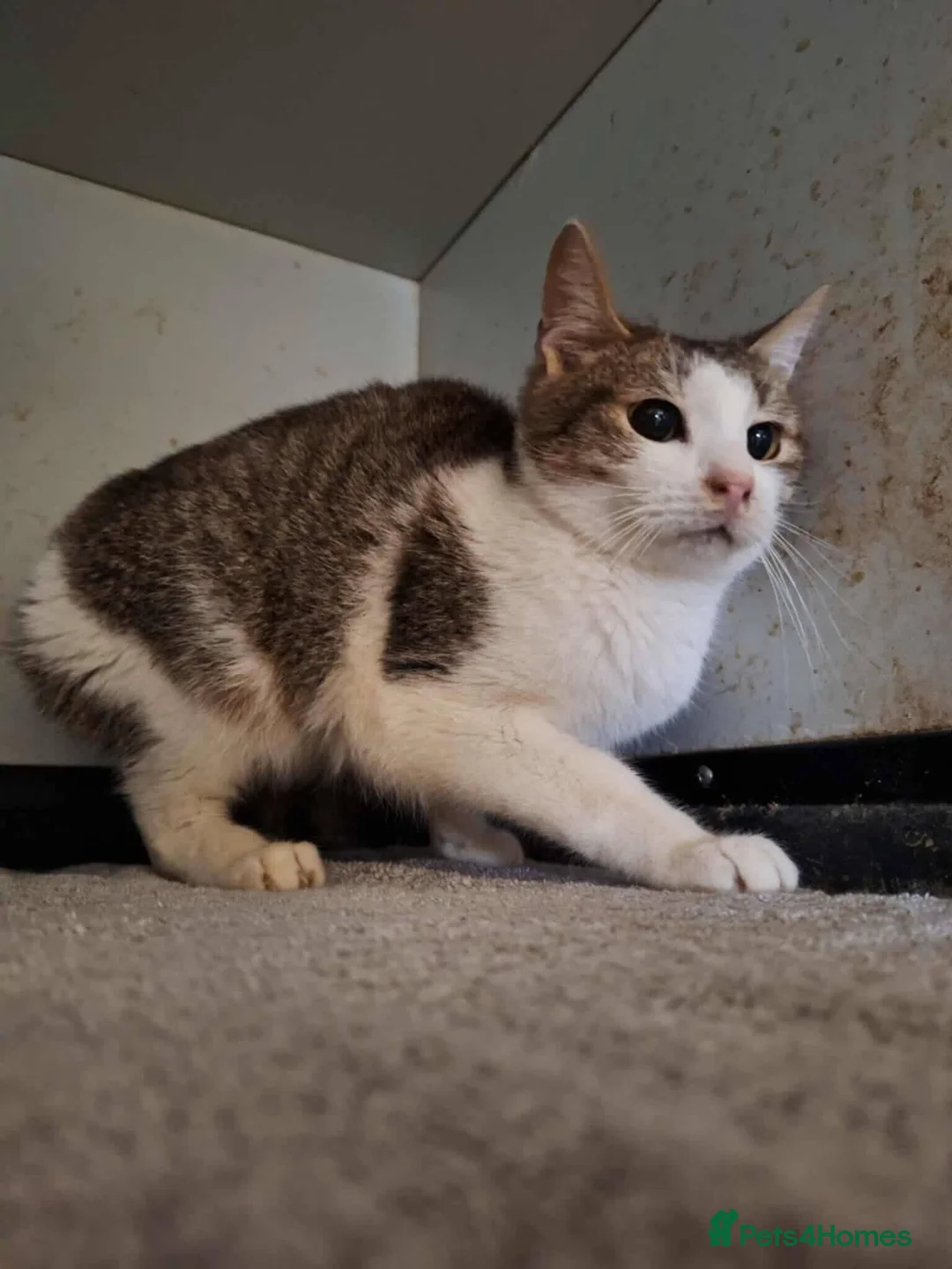 Mixed Breed cats for adoption: Galaxy for adoption - Advert 7