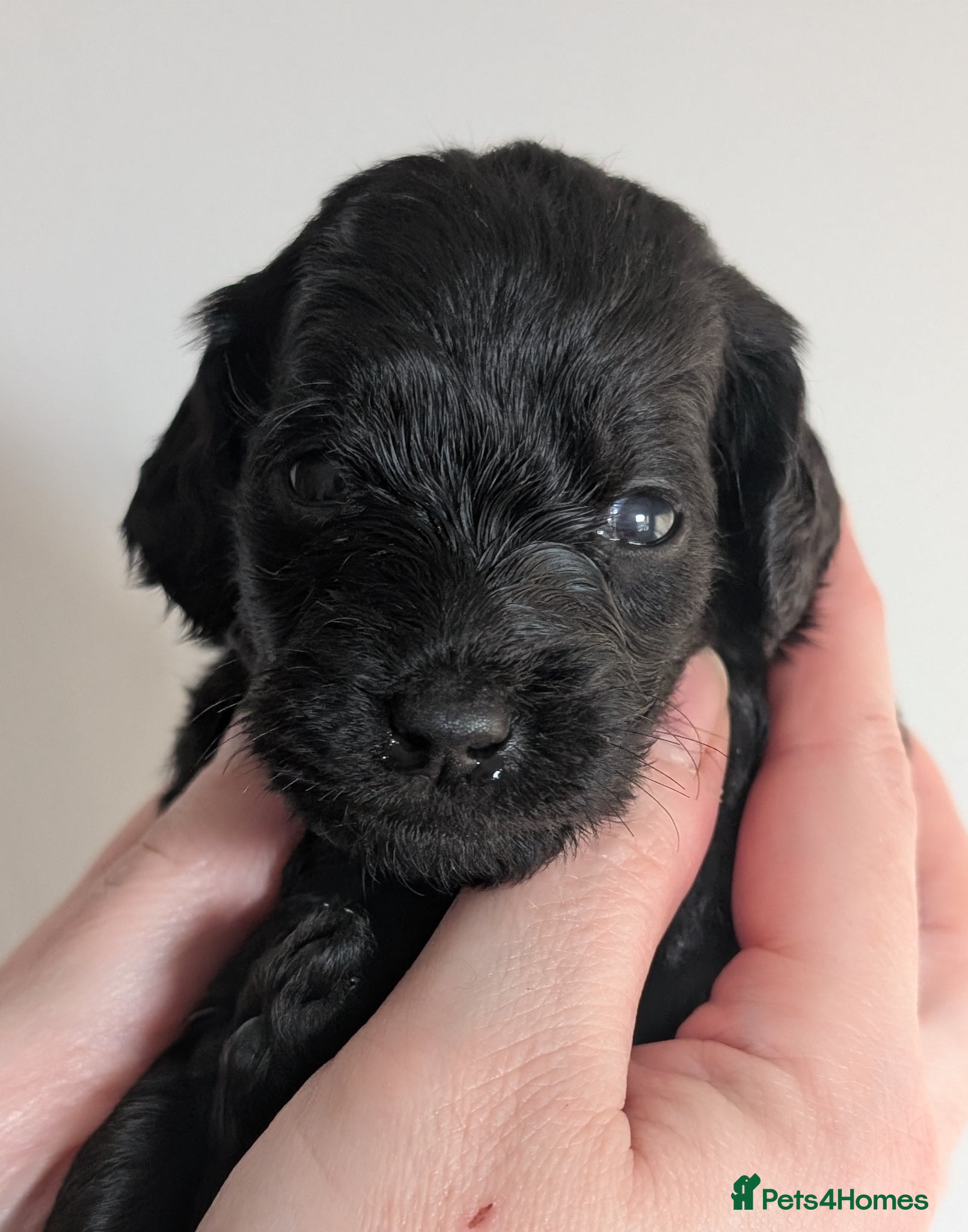 black female 