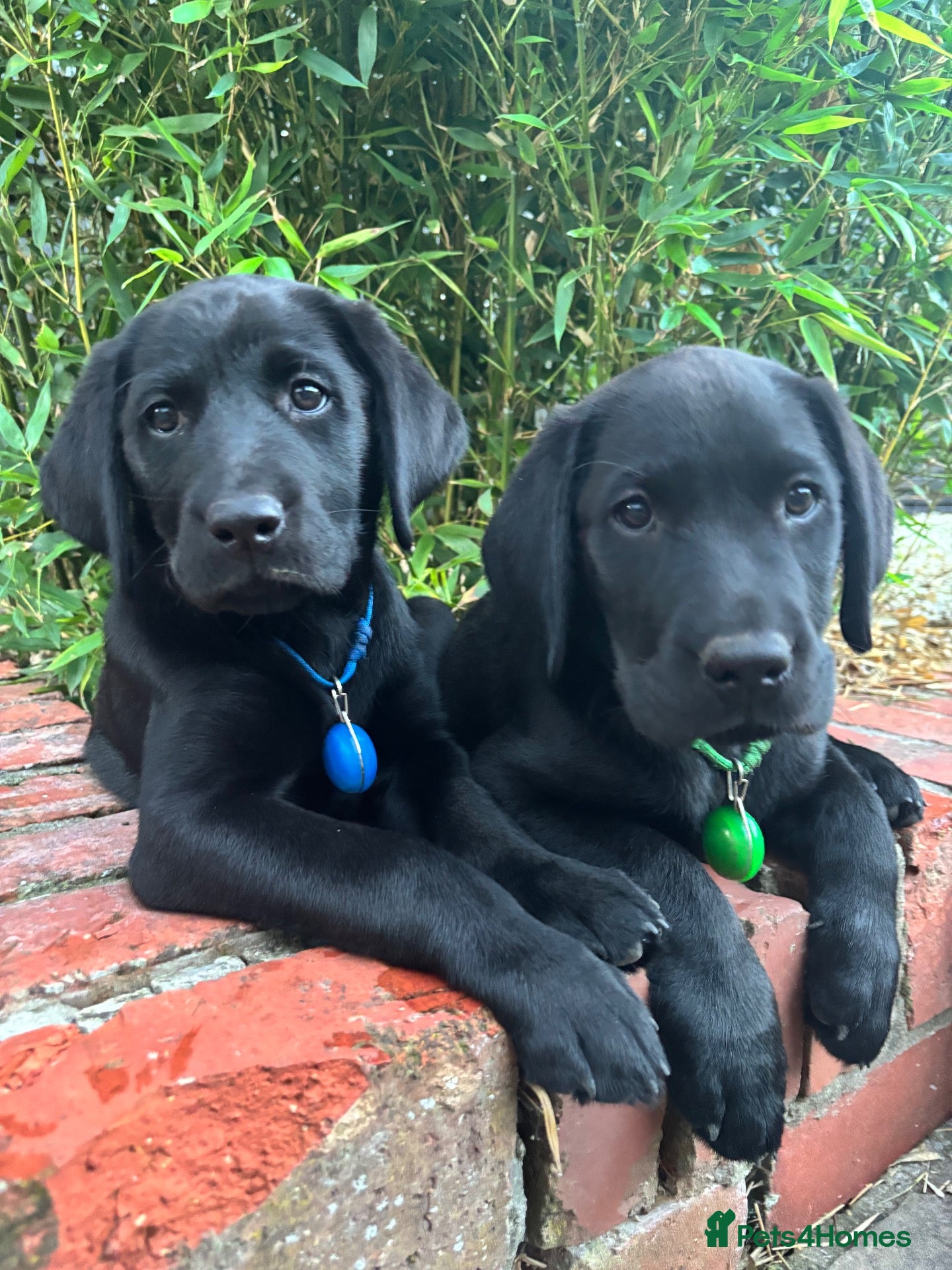 Labrador Retriever dogs Black Labrador pups, KC, dna tests, great scores - Advert 1
