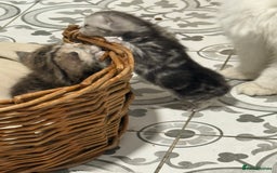Persian cats for sale: Beautiful kittens - Image 2