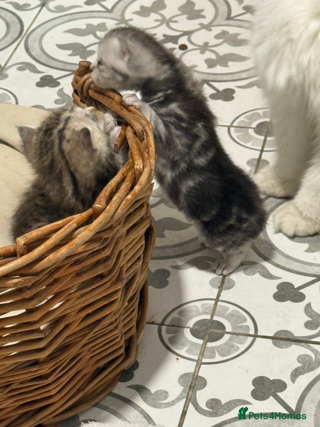 Persian cats for sale: Beautiful kittens - Image 2