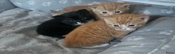 Mixed Breed cats for sale: Kittens for sale - Advert 1