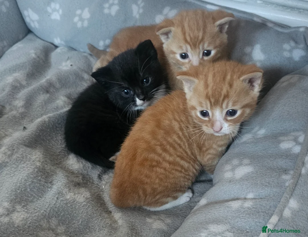 Mixed Breed cats for sale: Kittens for sale - Advert 1