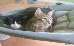 Asian cats for sale: 2 cat's  - Image 1