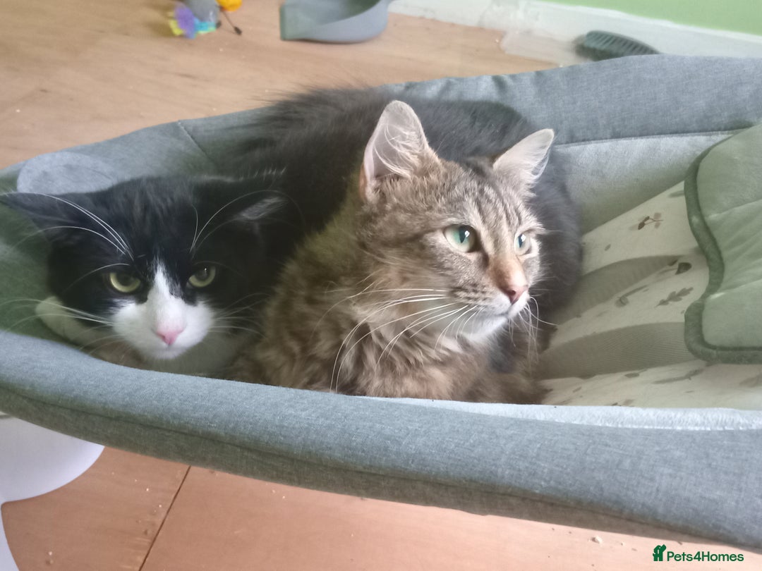 Asian cats for sale: 2 cat's  - Image 1