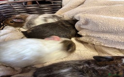 Guinea Pig rodents for sale: Beautiful baby male guinea pigs  - Image 4