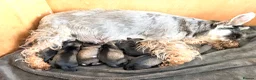 Miniature Schnauzer dogs for sale: 5th generation KC miniature schnauzer puppies  - Advert 4