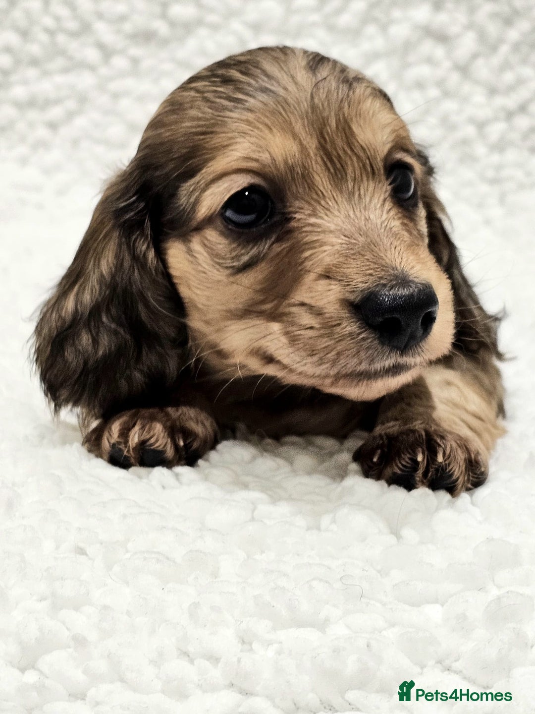 Miniature Dachshund dogs for sale: Shaded Cream Miniature Long Haired Dachshunds - Advert 5