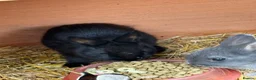 Netherland Dwarf rabbits for sale: Netherland dwarf kits - Advert 4
