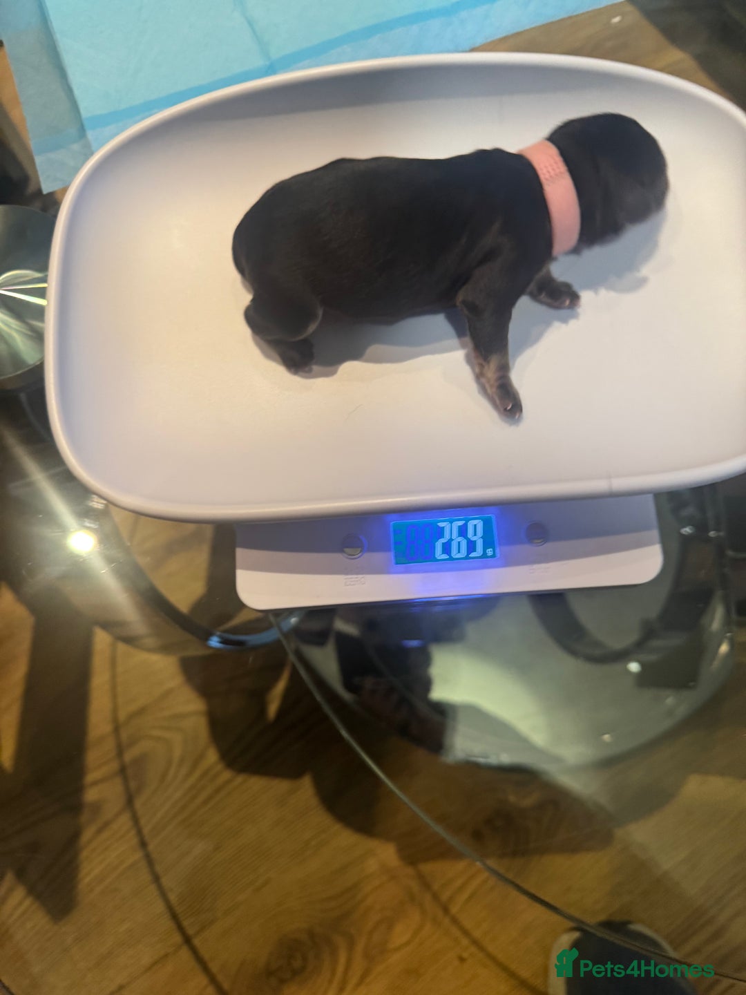 Mixed Breed dogs for sale: French Bulldog cross Manchester Terrier  - Image 11