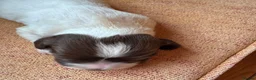 English Springer Spaniel dogs for sale: Beautiful Liver & White Springer Spaniel Puppies - Advert 8