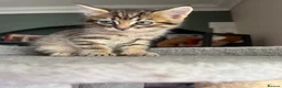 Mixed Breed cats for sale: 3 Gorgeous Tabby Boys available - Advert 23