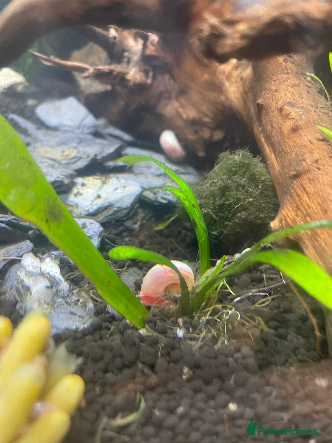 Snails fish for sale: Pink Ramshorn Snails - Advert 2