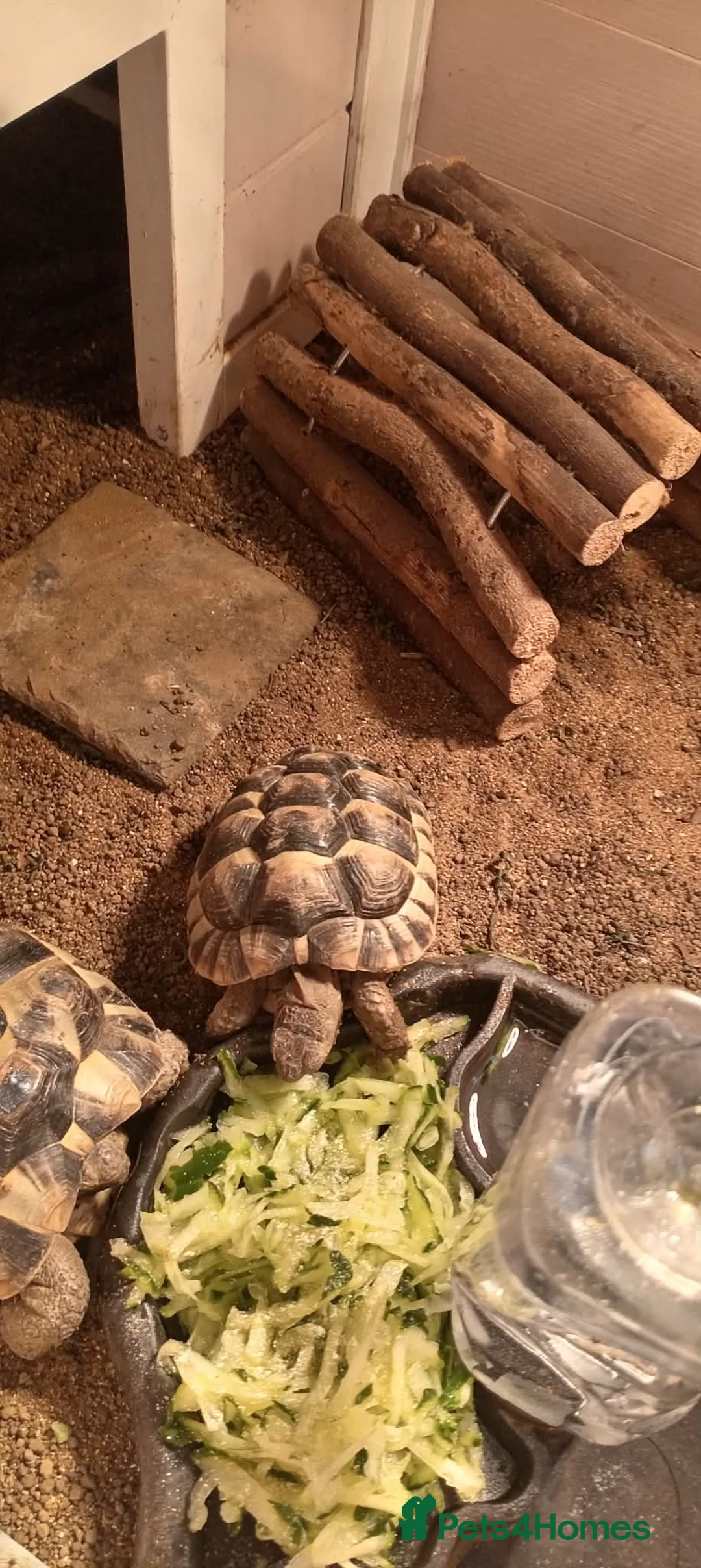 Tortoise reptiles for sale: spur-thighed tortoise  - Advert 3