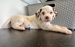 Dalmatian dogs for sale: 🐶 Two Beautiful Dalmatian Puppies!! 🐶  - Image 5