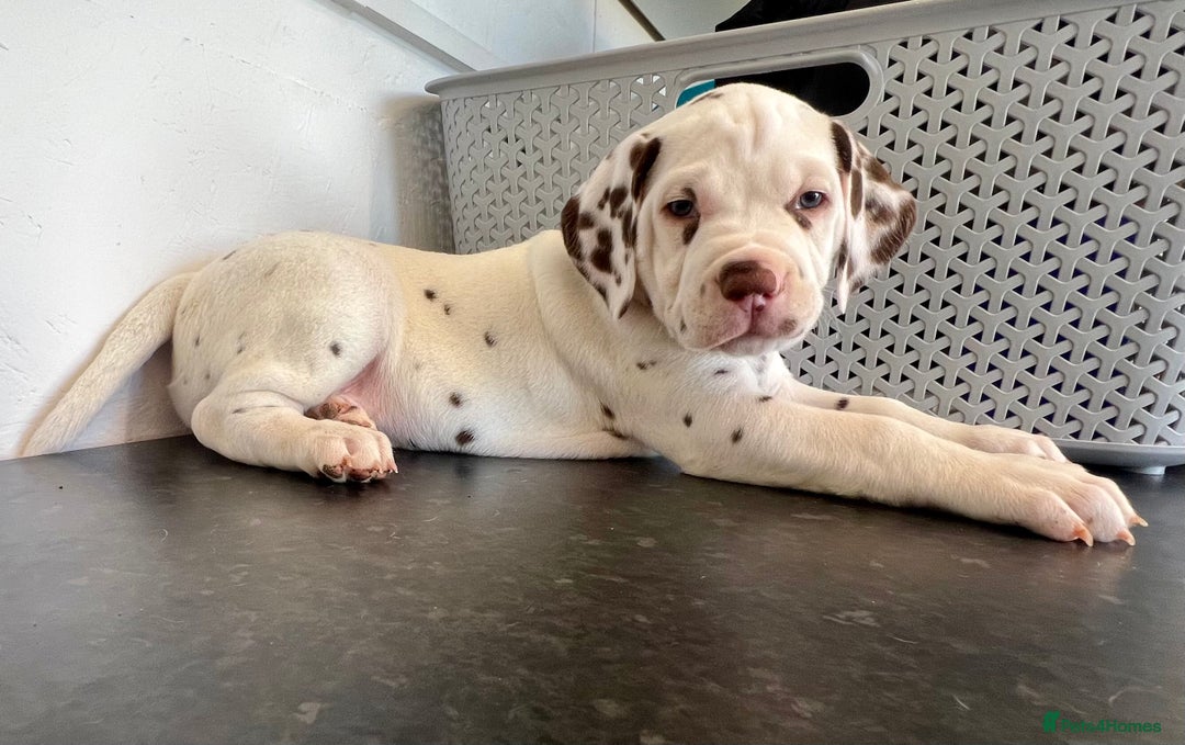 Dalmatian dogs for sale: 🐶 Two Beautiful Dalmatian Puppies!! 🐶  - Image 5