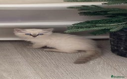 Ragdoll cats for sale: beautiful Ragdoll Cats looking for lovely families - Image 13