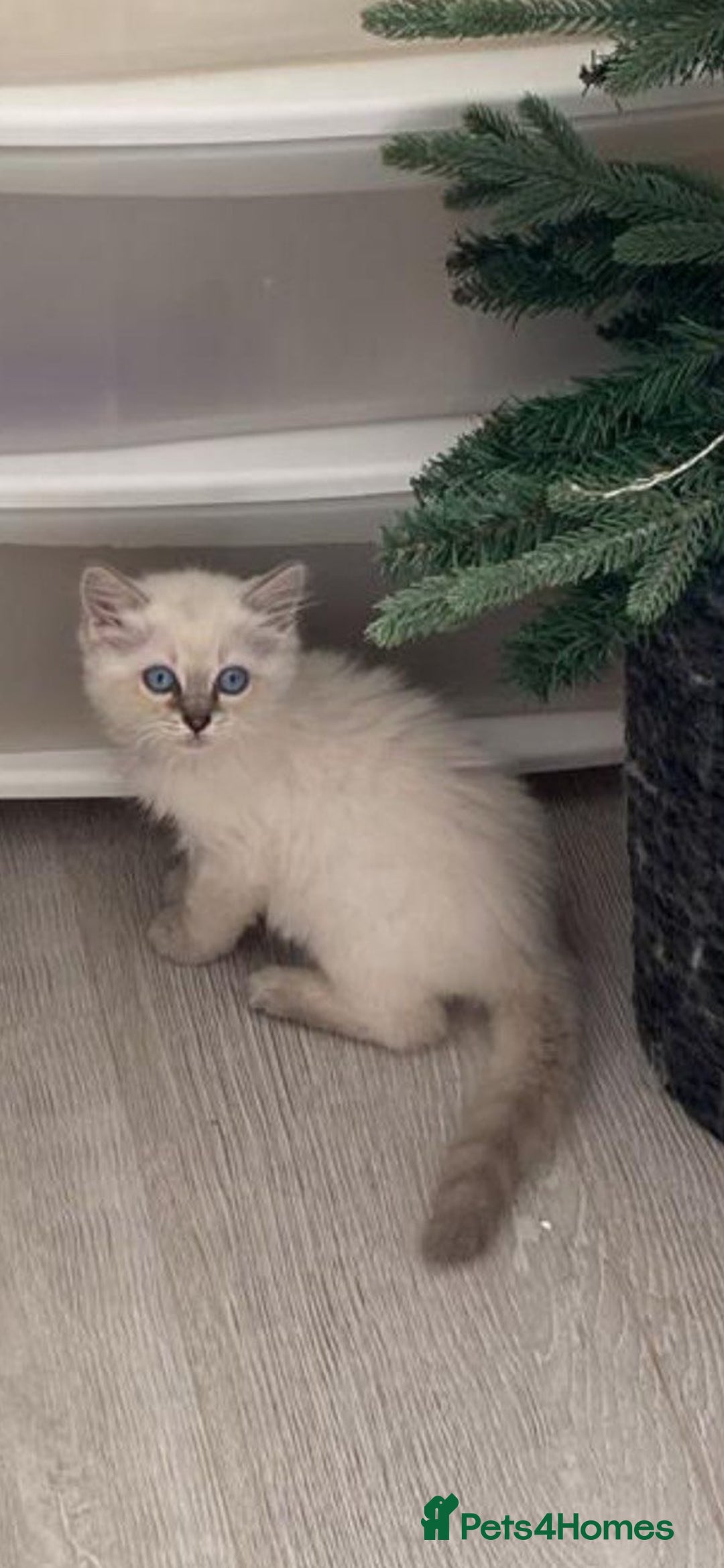 Ragdoll cats for sale: beautiful Ragdoll Cats looking for lovely families - Image 13