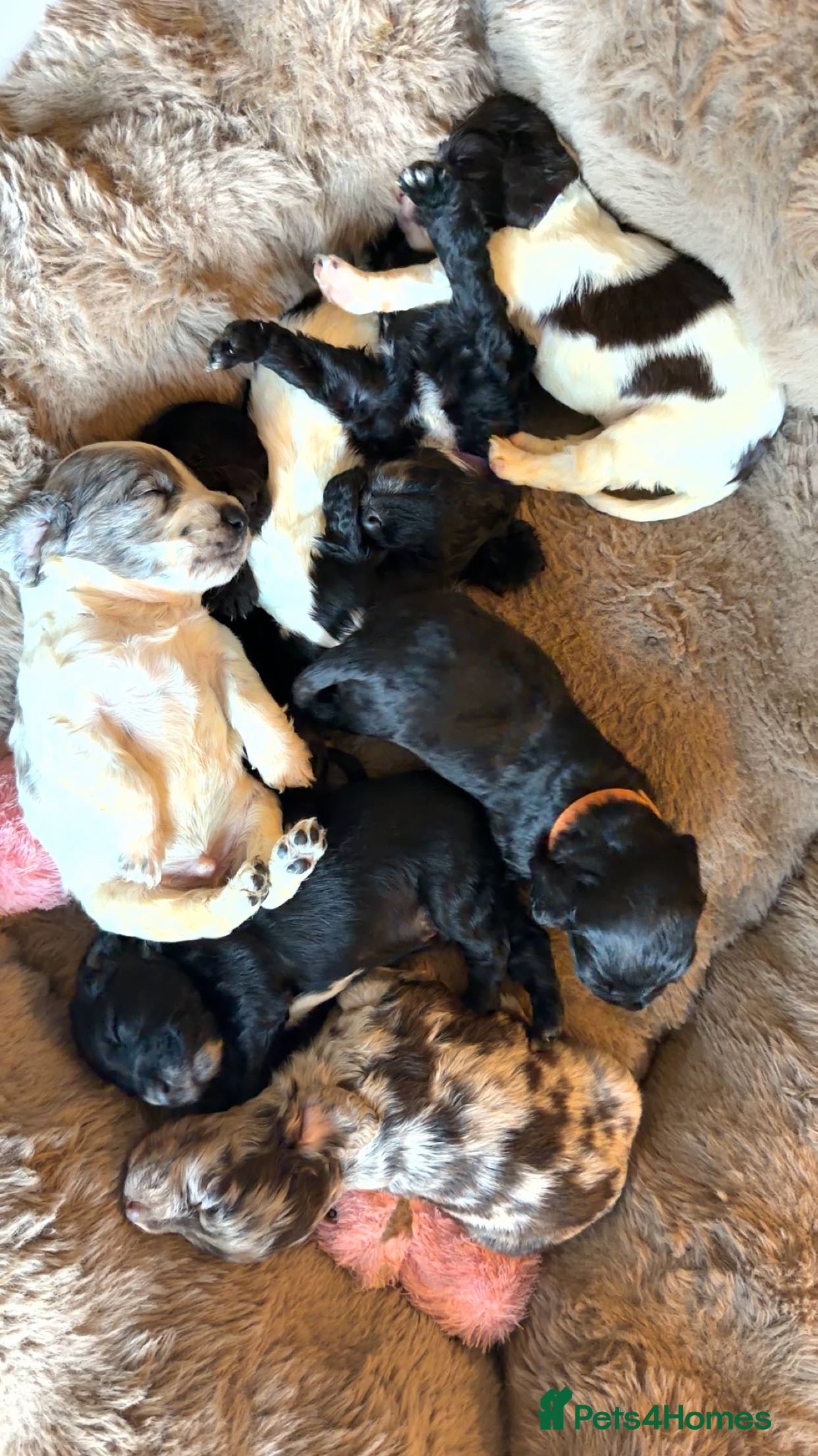 Cocker Spaniel dogs Cocker Spaniel Merle Puppies  - Advert 3