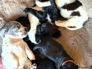 Cocker Spaniel dogs Cocker Spaniel Merle Puppies - Advert 18