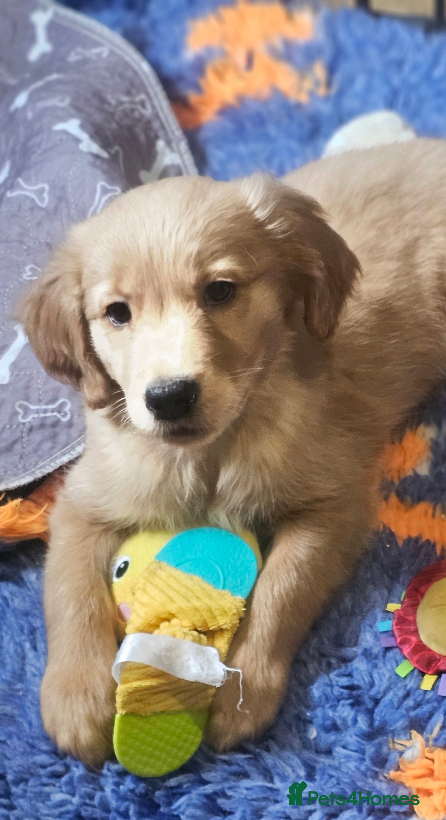 Golden Retriever dogs Excellent puppies gentle calm and intelligent  - Advert 4