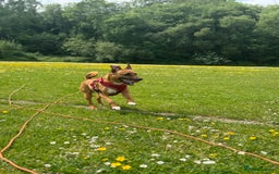 Mixed Breed dogs for sale: Loving jack looking for new home - Image 1