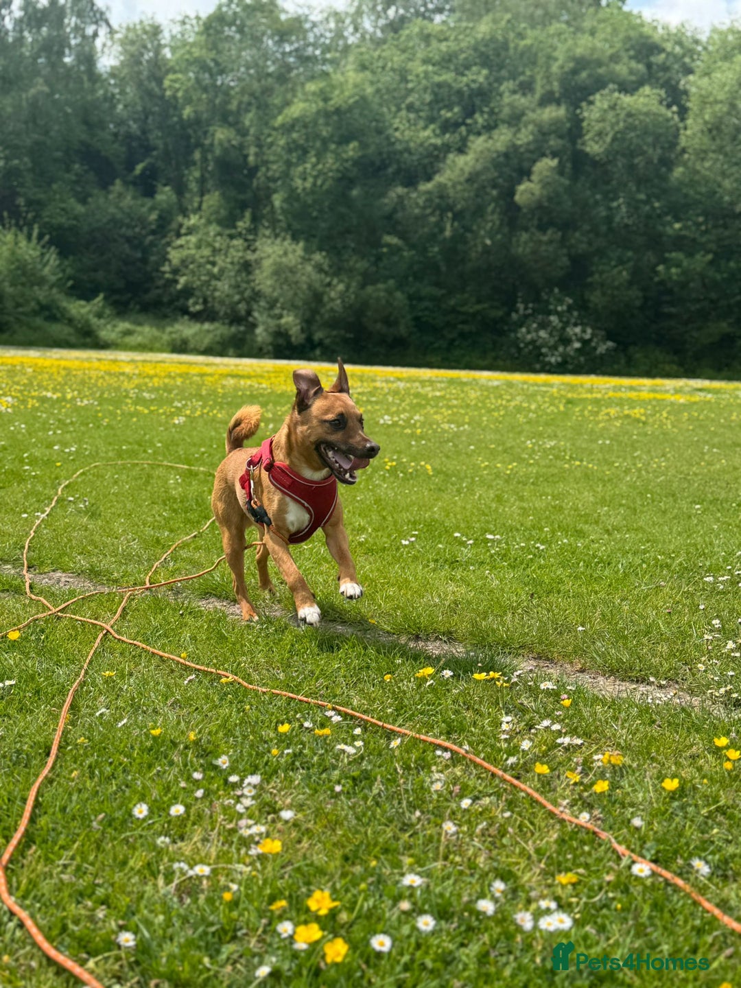 Mixed Breed dogs for sale: Loving jack looking for new home - Image 1
