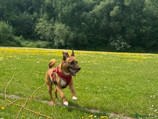 Mixed Breed dogs - Advert 15